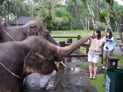バリ島で象と触れ合う女性
